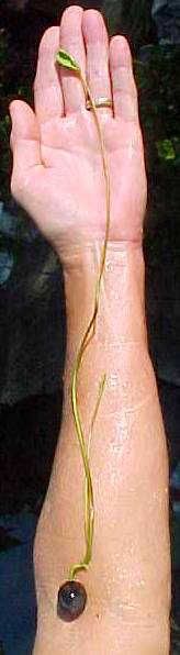 Name:  sprout_day7.jpg
Views: 2938
Size:  14.9 KB