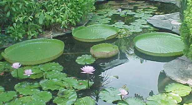 Name:  columbia_plant.jpg
Views: 2738
Size:  53.9 KB