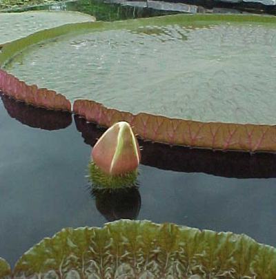 Name:  lh_6_20_closer.jpg
Views: 2480
Size:  24.3 KB
