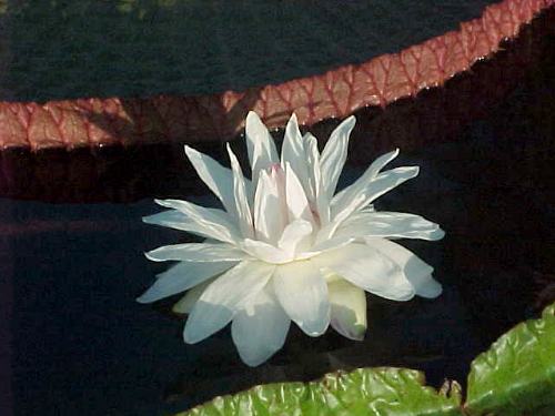 Name:  lh_6_29_2.jpg
Views: 2478
Size:  28.8 KB