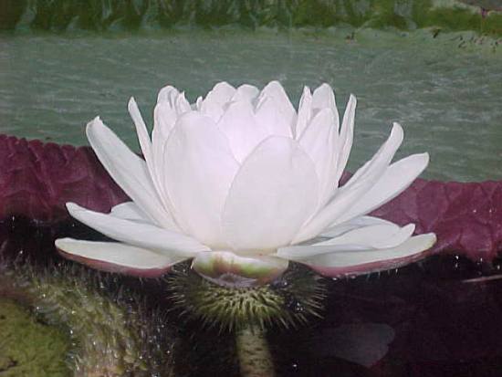 Name:  am_6-11.jpg
Views: 2531
Size:  27.4 KB