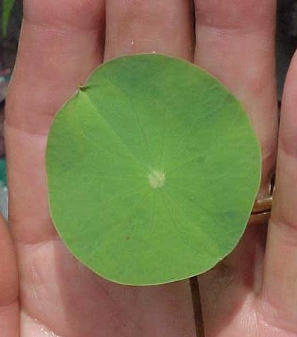 Name:  sprout_day8_1st_leaf.jpg
Views: 3102
Size:  17.6 KB