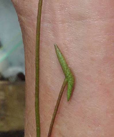 Name:  sprout_day8_2nd_leaf.jpg
Views: 3070
Size:  19.5 KB