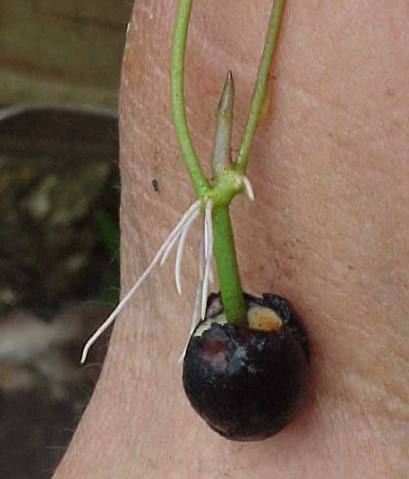 Name:  sprout_day8_roots.jpg
Views: 3054
Size:  21.4 KB