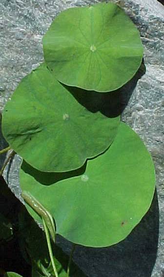 Name:  first_four_leaves.jpg
Views: 3081
Size:  28.5 KB