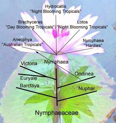 Name:  (Nymphaeaceae) Nilfergiller Soy Aac.jpg
Views: 12793
Size:  37.2 KB