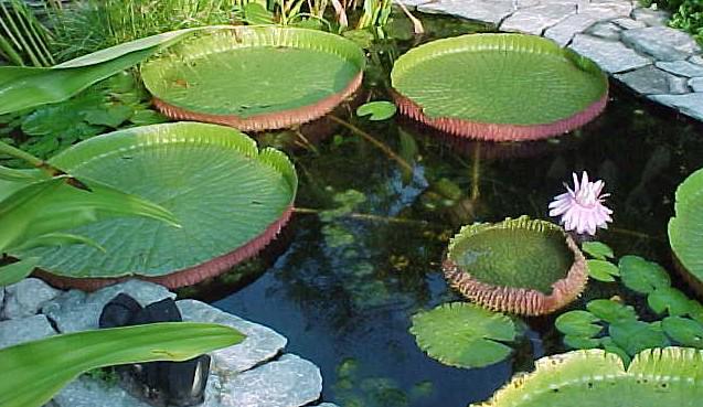 Name:  challenger_plant.jpg
Views: 2508
Size:  51.9 KB