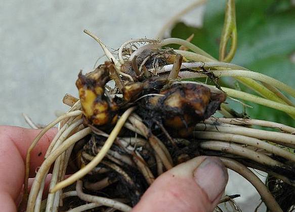 Name:  rhizome2.jpg
Views: 10843
Size:  39.8 KB