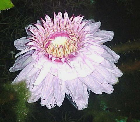 Name:  challenger_ikinci gece ieklenmesi.jpg
Views: 2534
Size:  40.7 KB