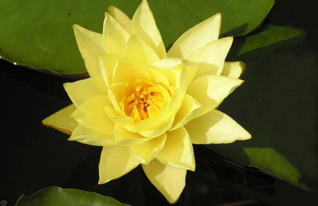 Name:  Nymphaea mexicana.jpg
Views: 10958
Size:  23.5 KB