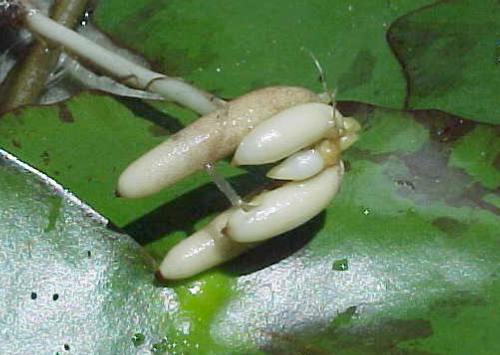Name:  N.mexicana kk sisteminde rizom oluumu.jpg
Views: 12453
Size:  28.6 KB