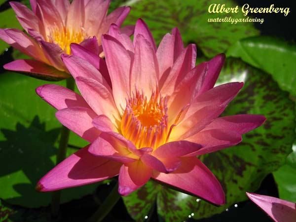 Name:  Albert_Greenberg_kr.jpg
Views: 10581
Size:  42.5 KB