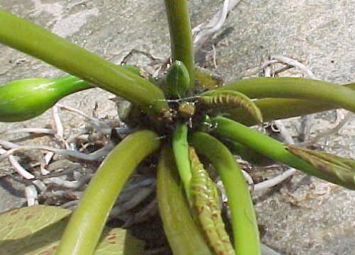 Name:  tropical rizom merkez ta.jpg
Views: 10956
Size:  34.8 KB