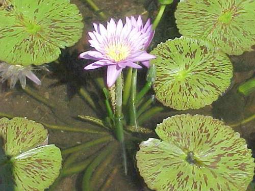 Name:  tropical1.jpg
Views: 11180
Size:  41.2 KB