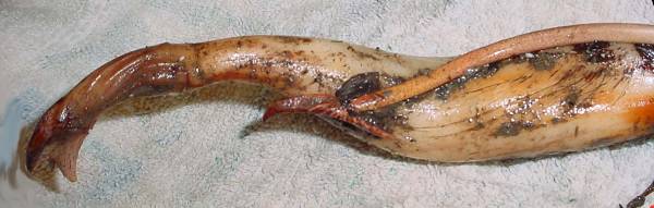 Name:  tuber1_sm.jpg
Views: 3358
Size:  23.3 KB