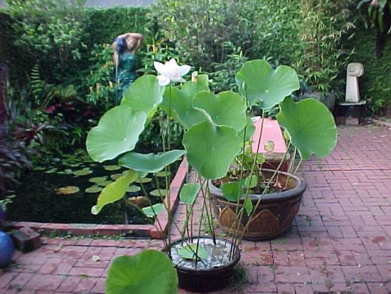 Name:  lotus_rs.jpg
Views: 3327
Size:  47.4 KB