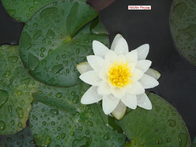 Name:  Sucul bitkiler Nilfer Peyzaj 07.jpg
Views: 4128
Size:  39.7 KB