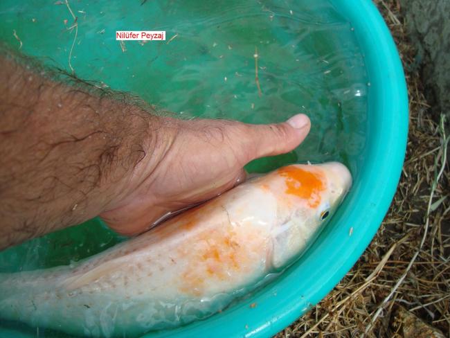 Name:  Koi Bal Nilfer Peyzaj 01.jpg
Views: 8640
Size:  45.2 KB