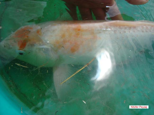 Name:  Koi Bal Nilfer Peyzaj 02.jpg
Views: 5854
Size:  29.7 KB