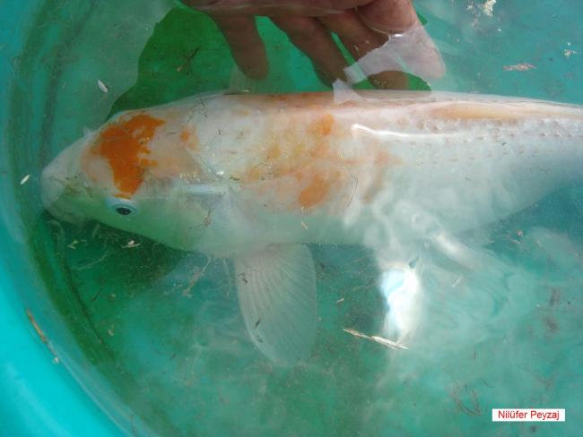 Name:  Koi Bal Nilfer Peyzaj 03.jpg
Views: 4360
Size:  30.8 KB
