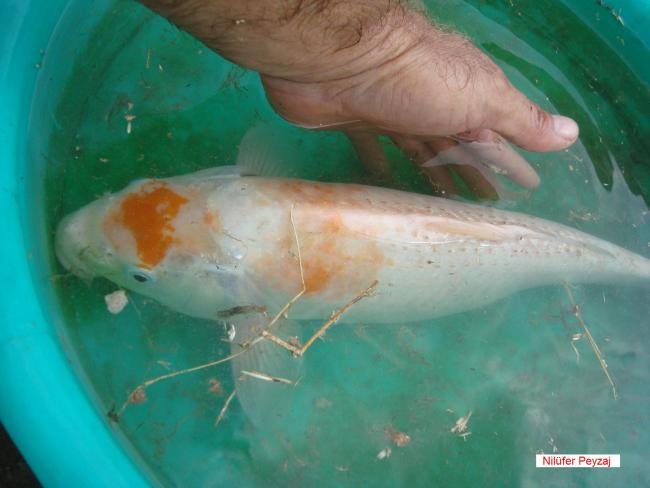 Name:  Koi Bal Nilfer Peyzaj 04.jpg
Views: 12450
Size:  33.9 KB
