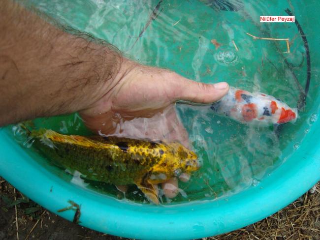 Name:  Koi Bal Nilfer Peyzaj 05.jpg
Views: 8589
Size:  47.0 KB