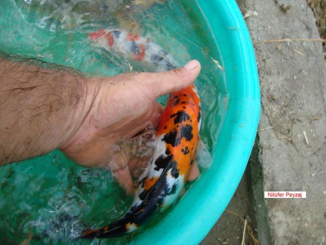 Name:  Koi Bal Nilfer Peyzaj 07.jpg
Views: 16809
Size:  47.3 KB
