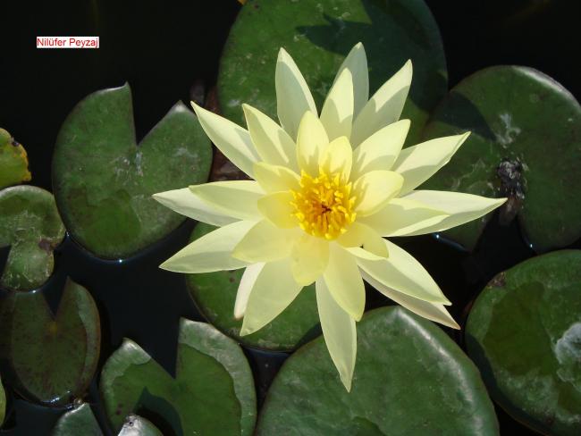 Name:  Sucul bitkiler Nilfer Peyzaj 09.jpg
Views: 3973
Size:  36.6 KB