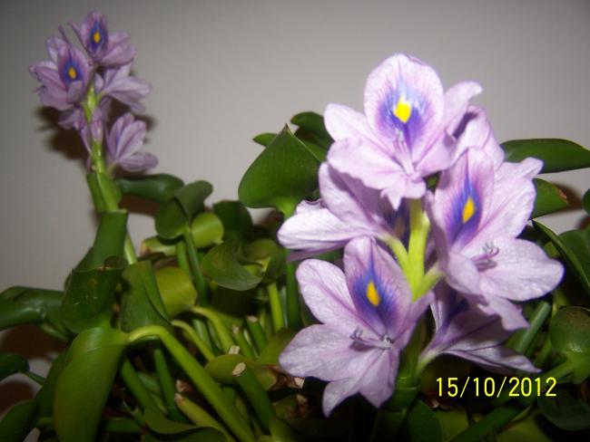 Name:  Su smbl 005.jpg
Views: 1428
Size:  36.9 KB