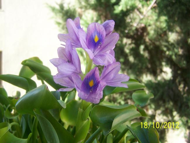 Name:  Su smbl 009.jpg
Views: 1606
Size:  42.1 KB