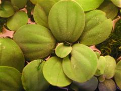 Name:  Pistia 2_.JPG
Views: 3463
Size:  16.2 KB