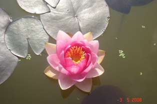 Name:  Attraction (2).JPG
Views: 3817
Size:  35.1 KB