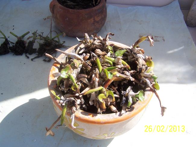 Name:  0 (30).jpg
Views: 940
Size:  48.4 KB