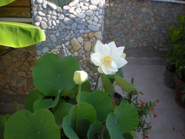 Name:  DSCN4355.jpg
Views: 1190
Size:  42.9 KB