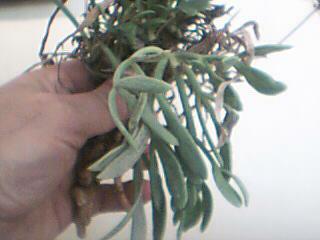 Name:  Resim 006.jpg
Views: 1542
Size:  12.5 KB