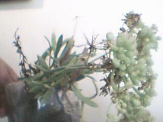 Name:  Resim 008.jpg
Views: 1646
Size:  11.2 KB
