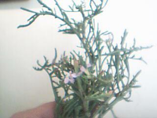 Name:  Resim 009.jpg
Views: 1480
Size:  11.5 KB