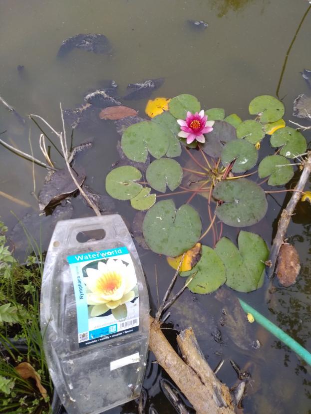 Name:  Nilfer (Nymphaea sp.).jpg
Views: 721
Size:  70.6 KB