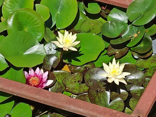 Name:  sar Nilfer (Nymphaea sp..jpg
Views: 419
Size:  66.1 KB
