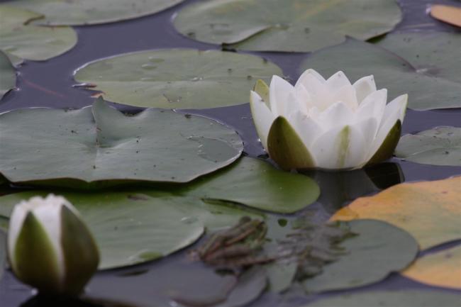 Name:  Beyaz Nilfer (Nymphaea sp.).jpg
Views: 411
Size:  25.5 KB