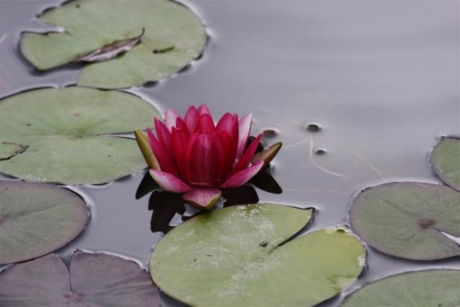 Name:  Nilfer (Nymphaea sp.) 1.jpg
Views: 404
Size:  27.3 KB