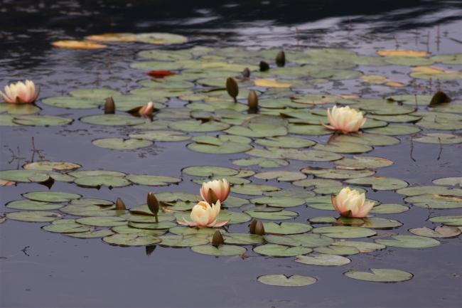 Name:  Nilfer (Nymphaea sp.) 2.jpg
Views: 350
Size:  39.9 KB