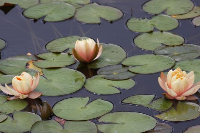 Name:  Nilfer (Nymphaea sp.) 3.jpg
Views: 359
Size:  36.5 KB