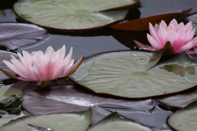 Name:  Nilfer (Nymphaea sp.) 7.jpg
Views: 355
Size:  32.6 KB