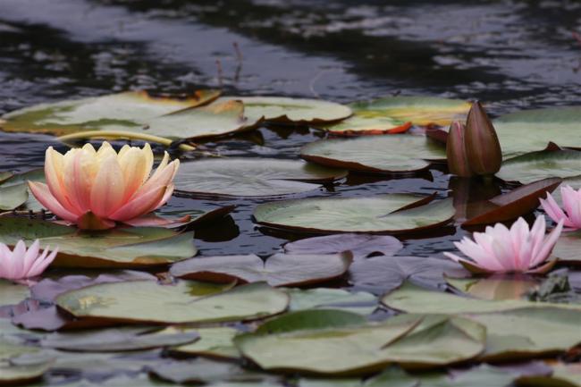 Name:  Nilfer (Nymphaea sp.) 5.jpg
Views: 350
Size:  41.2 KB