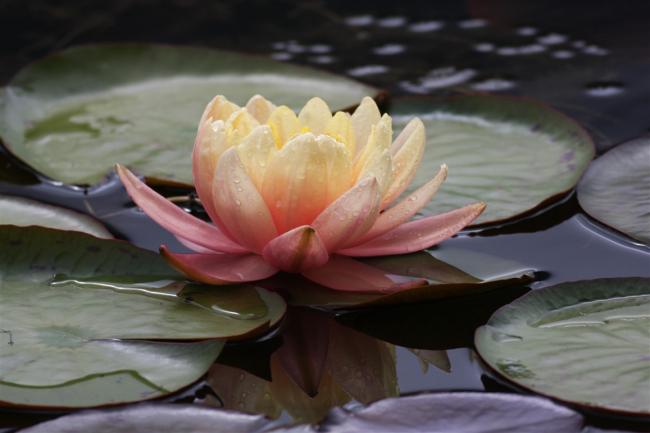 Name:  Nilfer (Nymphaea sp.) 6.jpg
Views: 357
Size:  30.7 KB