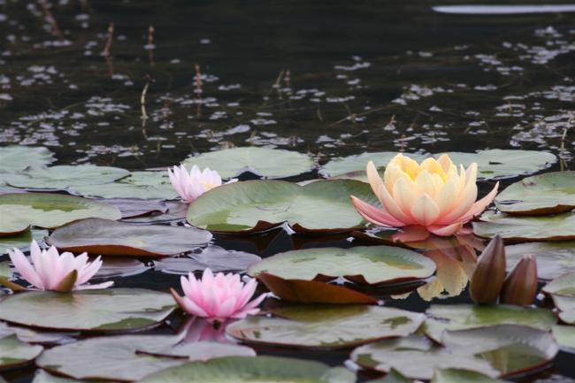 Name:  Nilfer (Nymphaea sp.) 8.jpg
Views: 392
Size:  43.5 KB