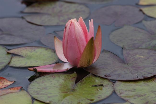 Name:  Nilfer (Nymphaea sp.) 10.jpg
Views: 356
Size:  29.8 KB