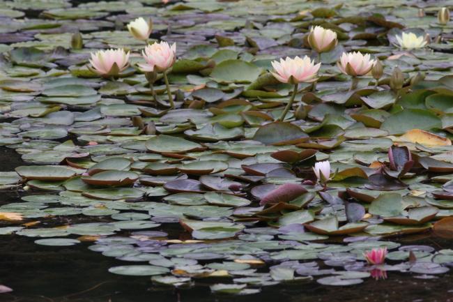 Name:  Nilfer (Nymphaea sp.) 11.jpg
Views: 351
Size:  57.5 KB