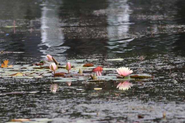Name:  Nilfer (Nymphaea sp.) 12.jpg
Views: 358
Size:  52.2 KB